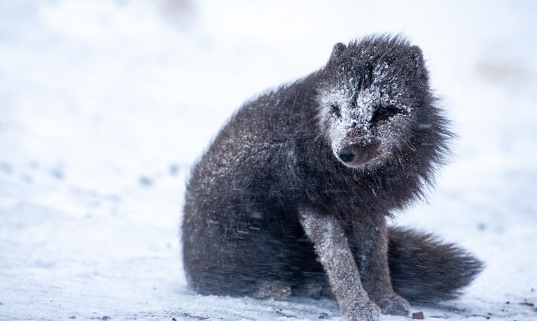 Renard arctique